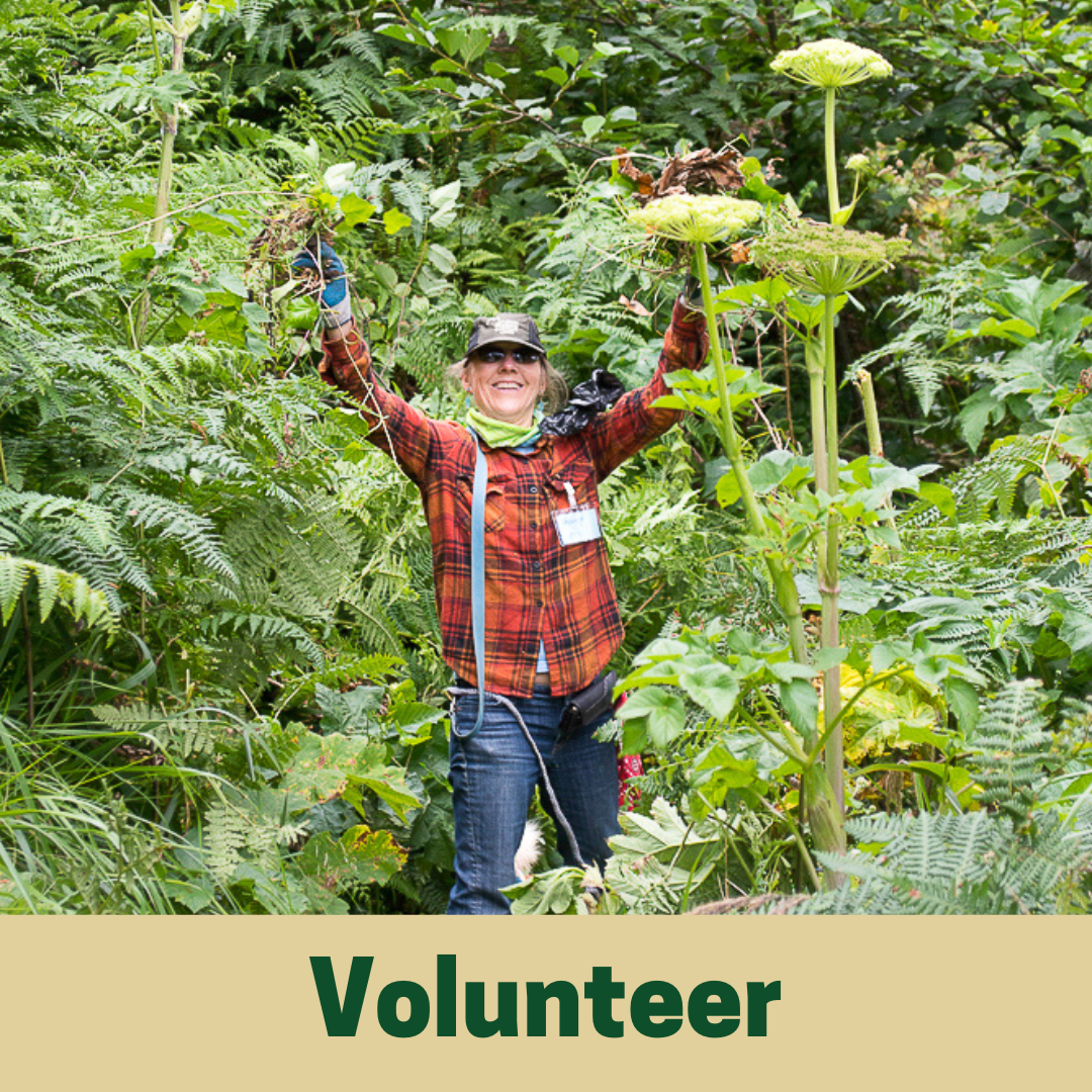 Volunteer